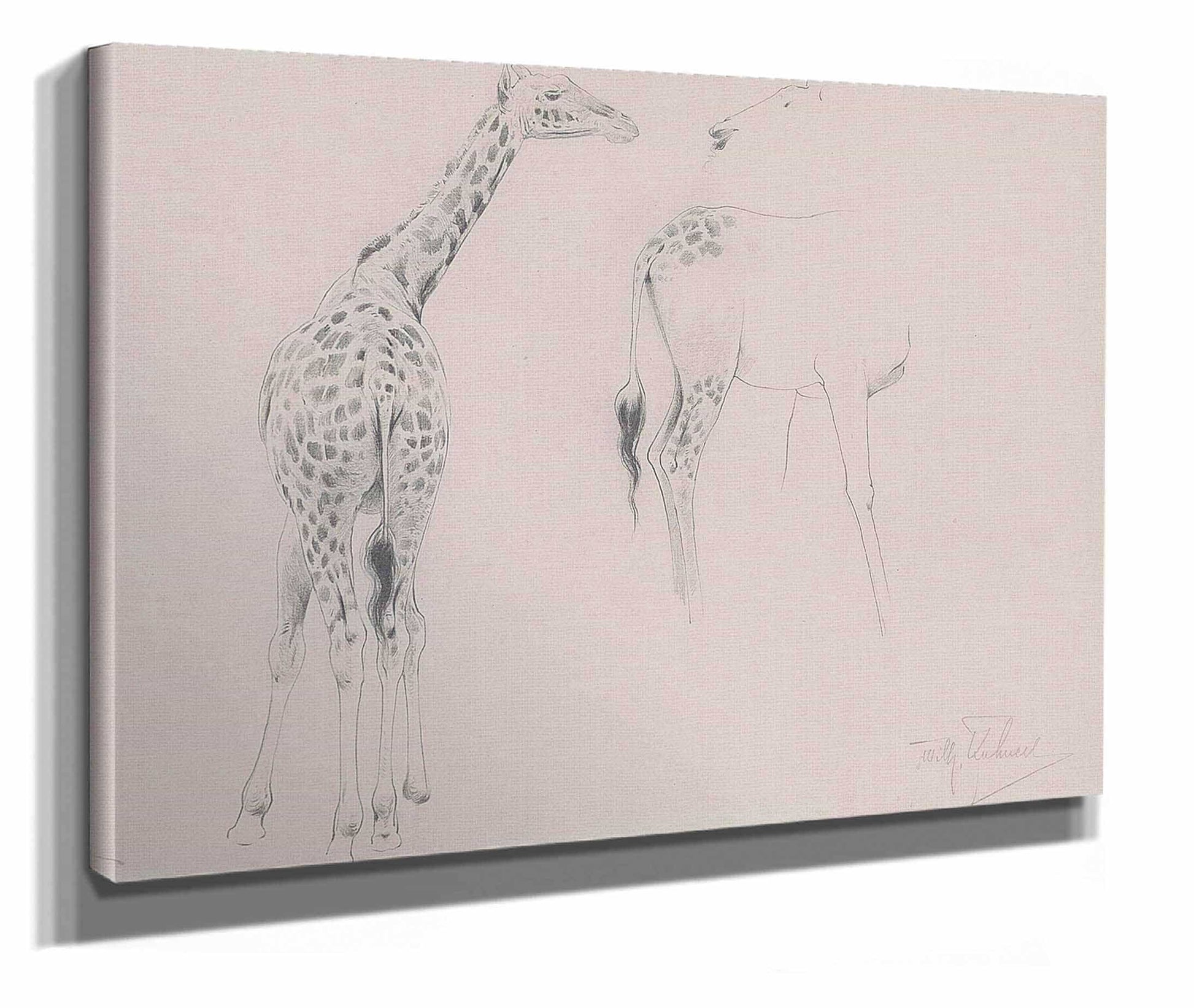 A Study Of Two Giraffes by Wilhelm Kuhnert