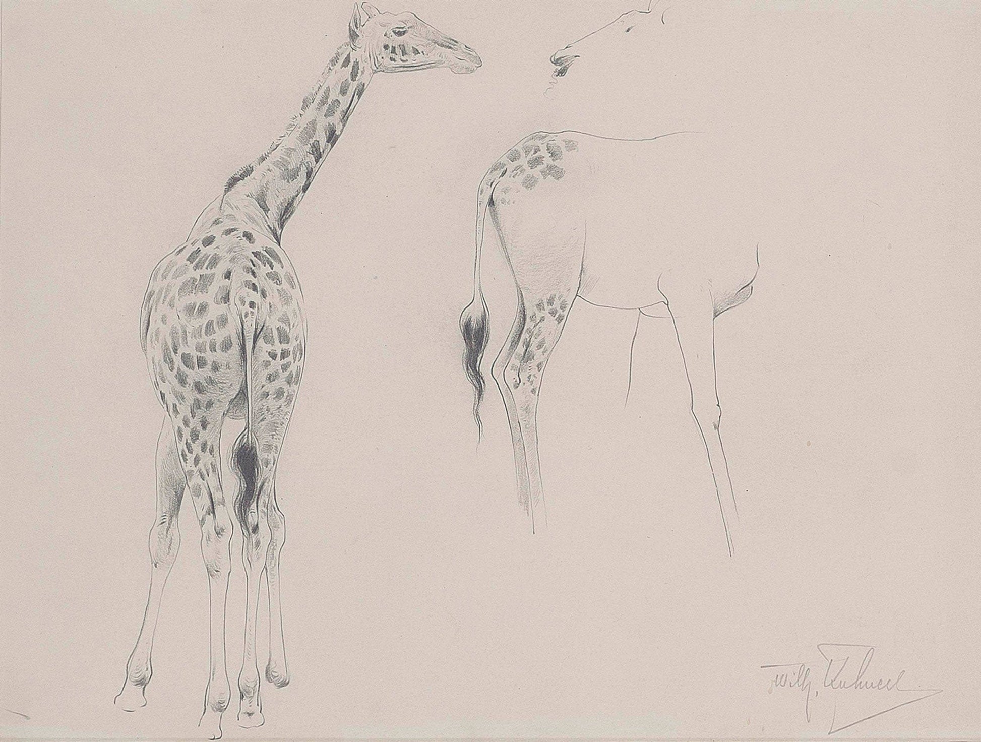 A Study Of Two Giraffes by Wilhelm Kuhnert