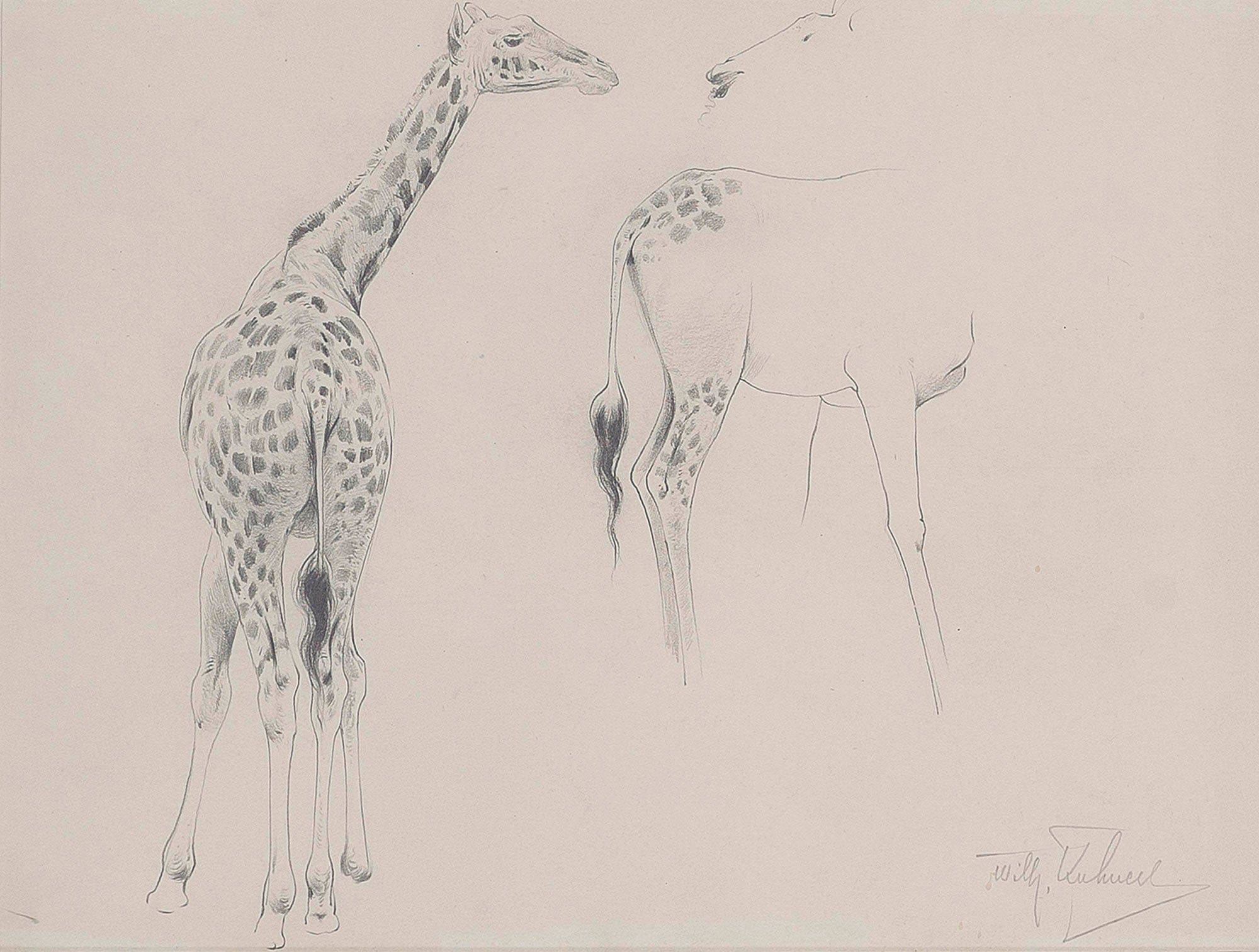 A Study Of Two Giraffes by Wilhelm Kuhnert