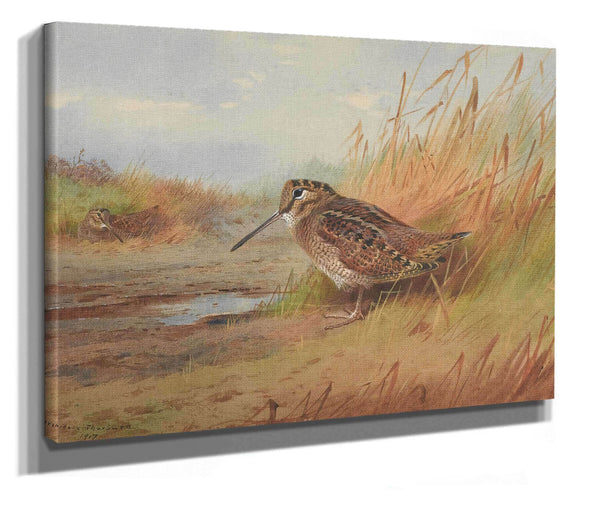 A Woodcock by Archibald Thorburn