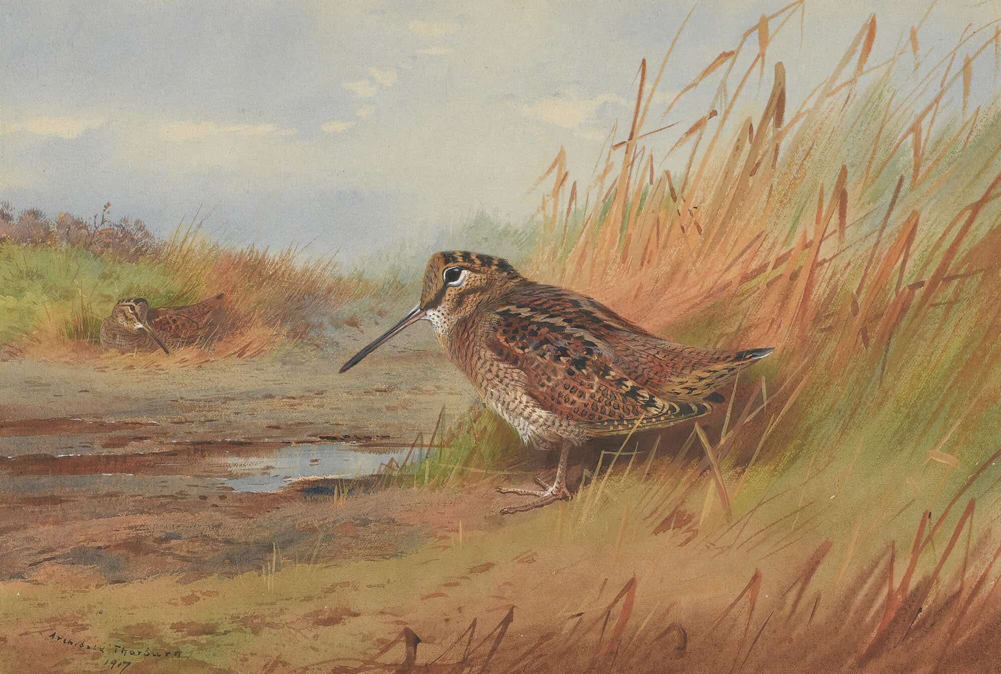 A Woodcock by Archibald Thorburn