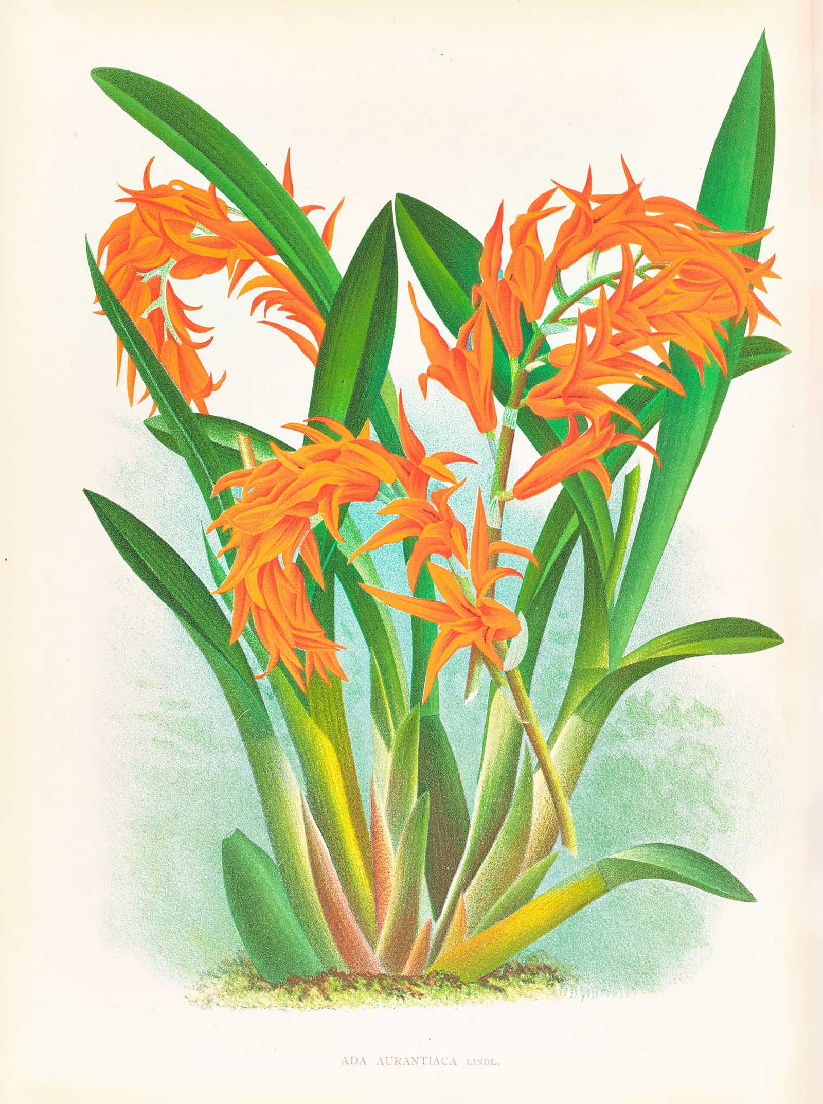 Ada Aurantiaca by Jean Jules Linden
