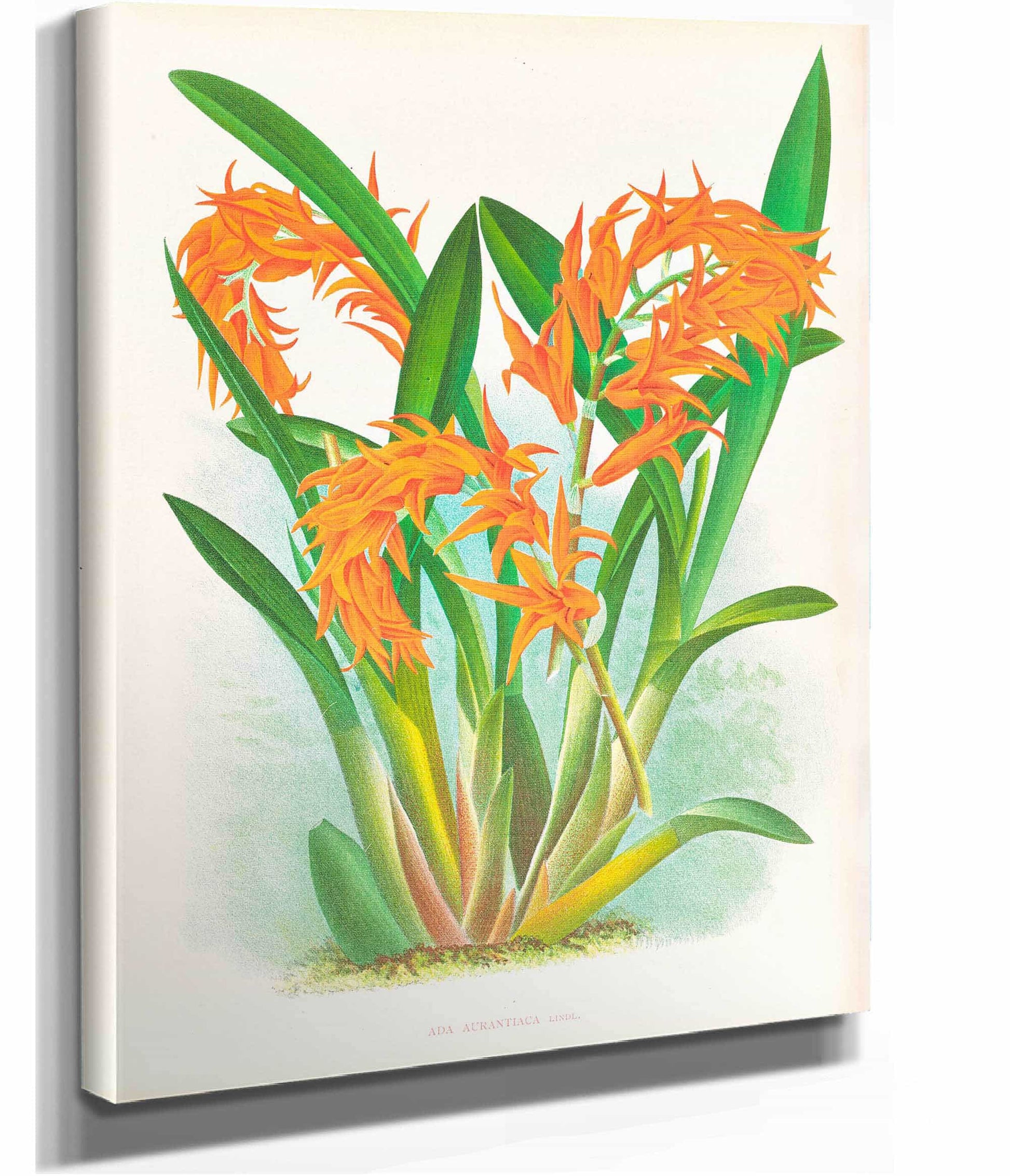 Ada Aurantiaca by Jean Jules Linden