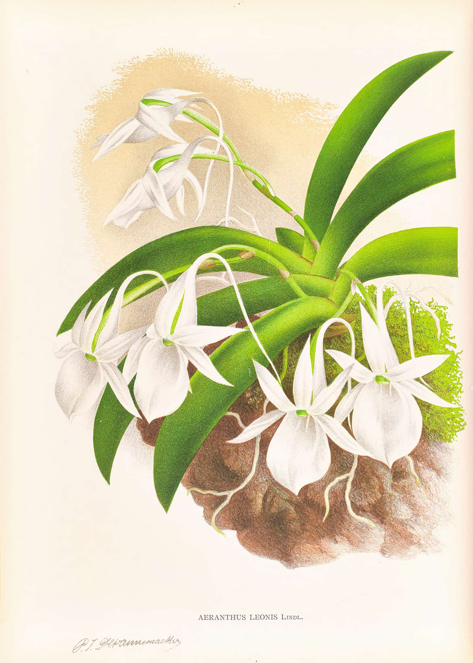 Aeranthus Leonis by Jean Jules Linden