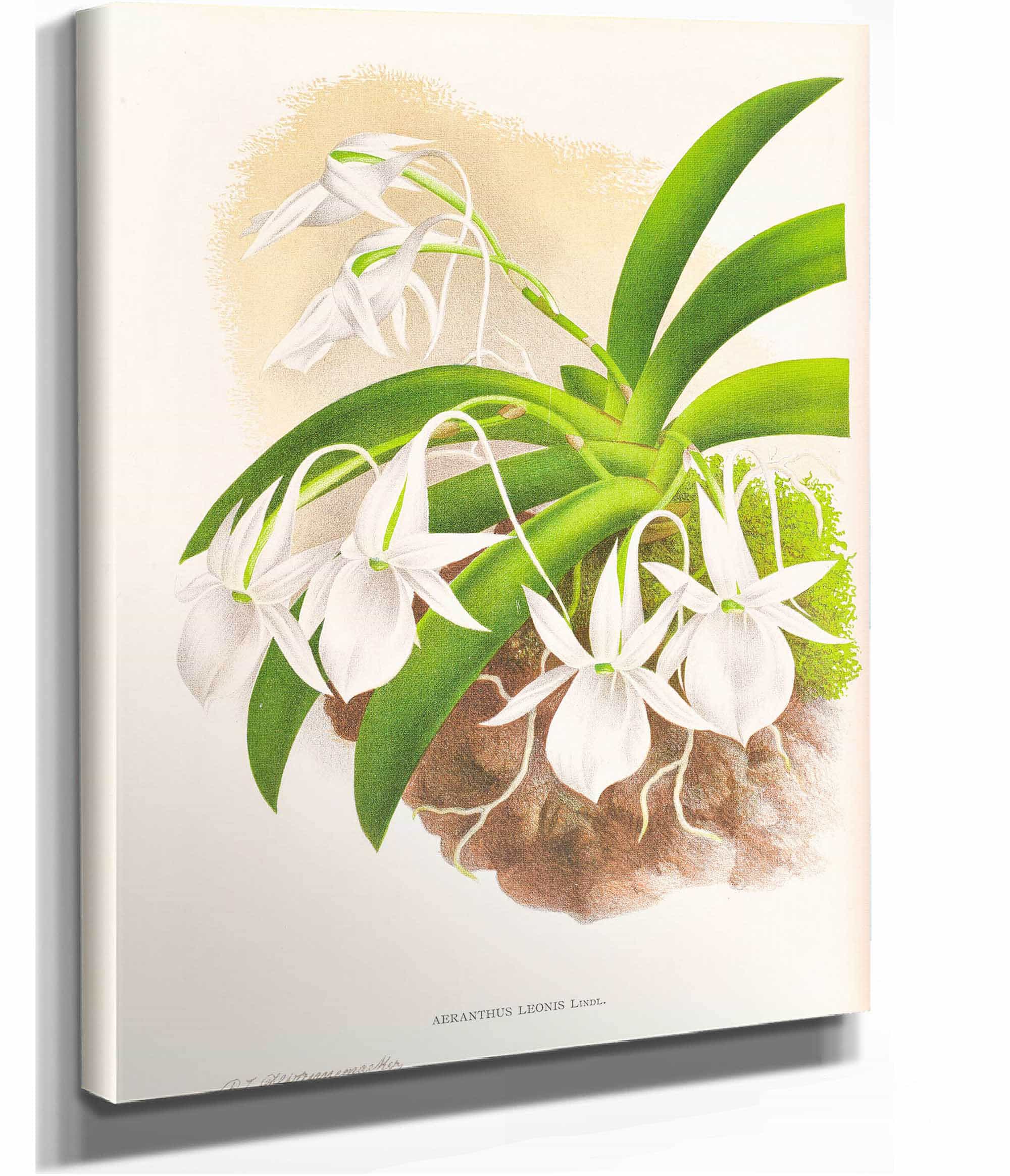 Aeranthus Leonis by Jean Jules Linden