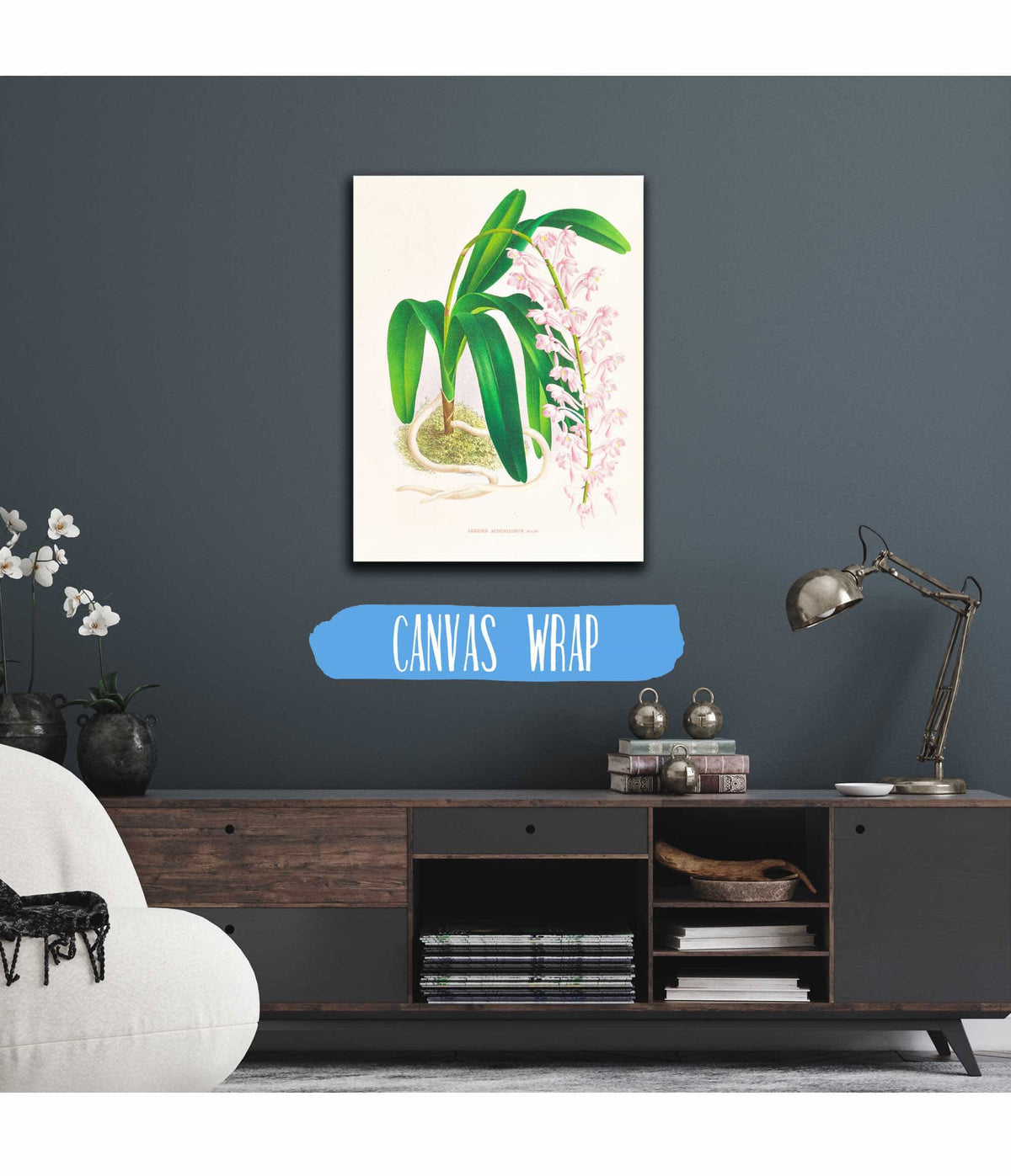 Aerides Augustianum by Jean Jules Linden