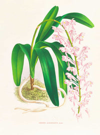 Aerides Augustianum by Jean Jules Linden