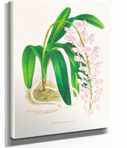 Aerides Augustianum by Jean Jules Linden
