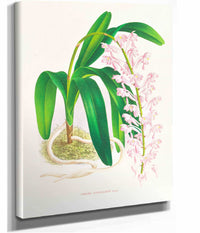 Aerides Augustianum by Jean Jules Linden