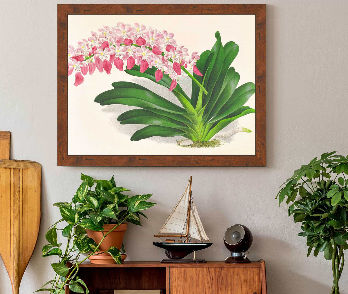 Aerides Maculosum by Jean Jules Linden