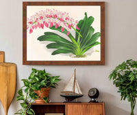 Aerides Maculosum by Jean Jules Linden