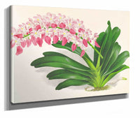 Aerides Maculosum by Jean Jules Linden