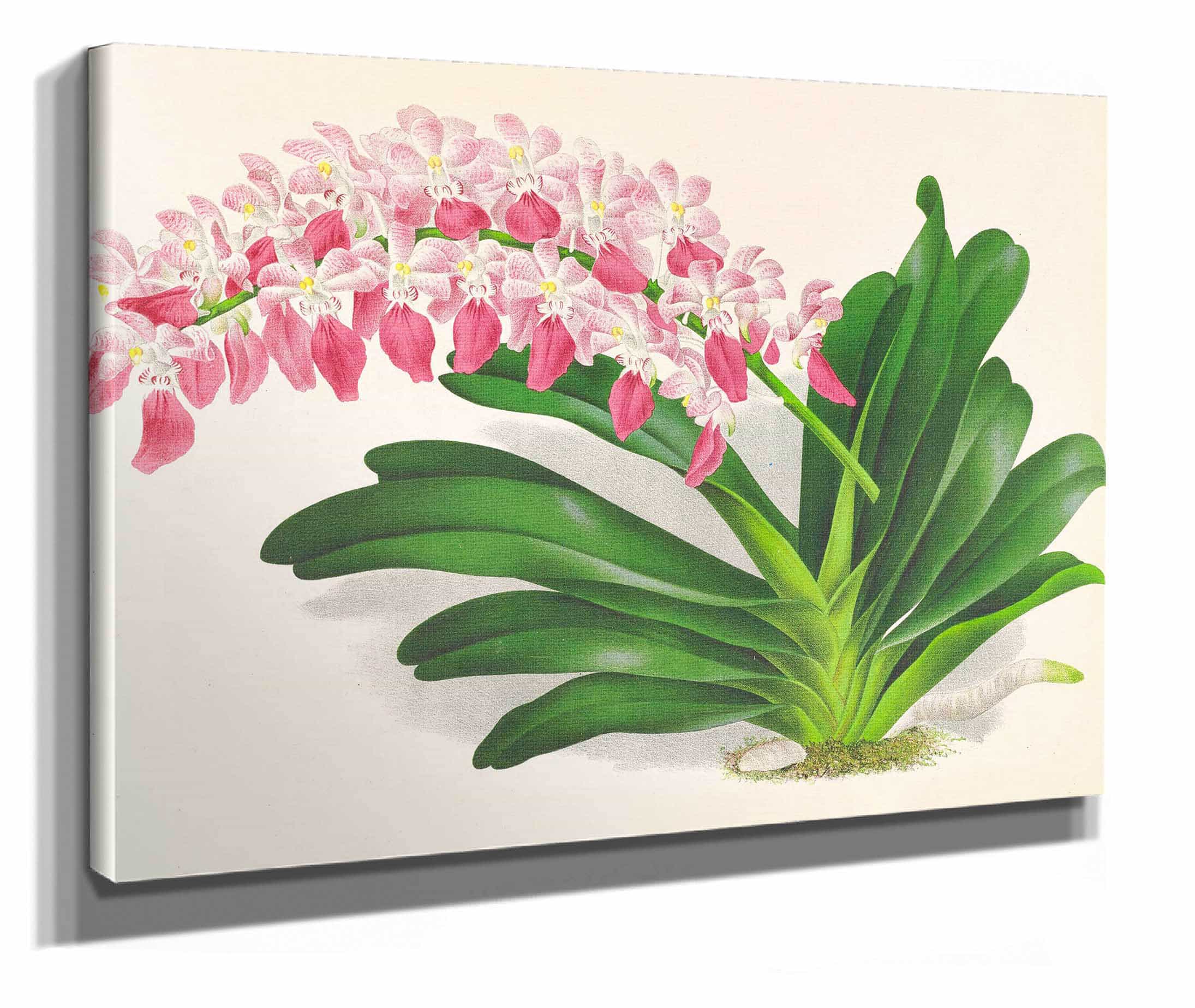 Aerides Maculosum by Jean Jules Linden