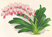 Aerides Maculosum by Jean Jules Linden