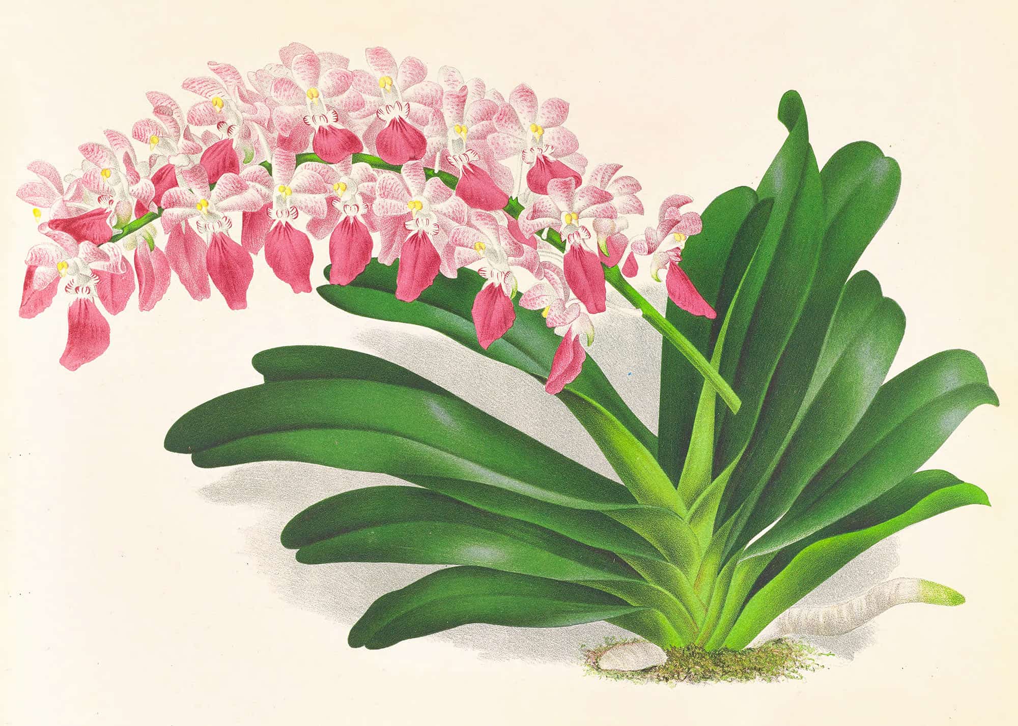 Aerides Maculosum by Jean Jules Linden