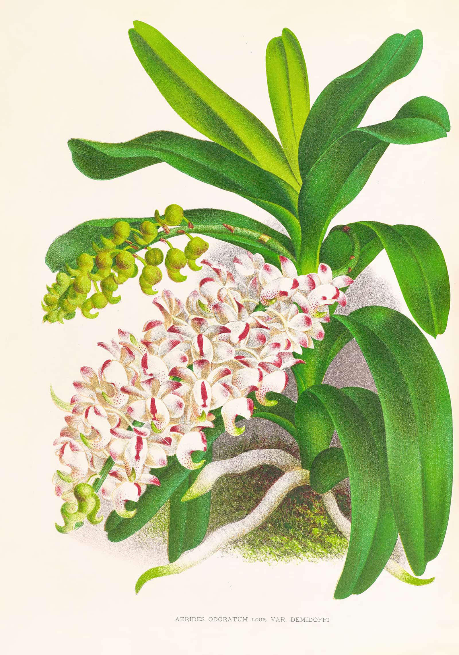 Aerides Odoratum by Jean Jules Linden