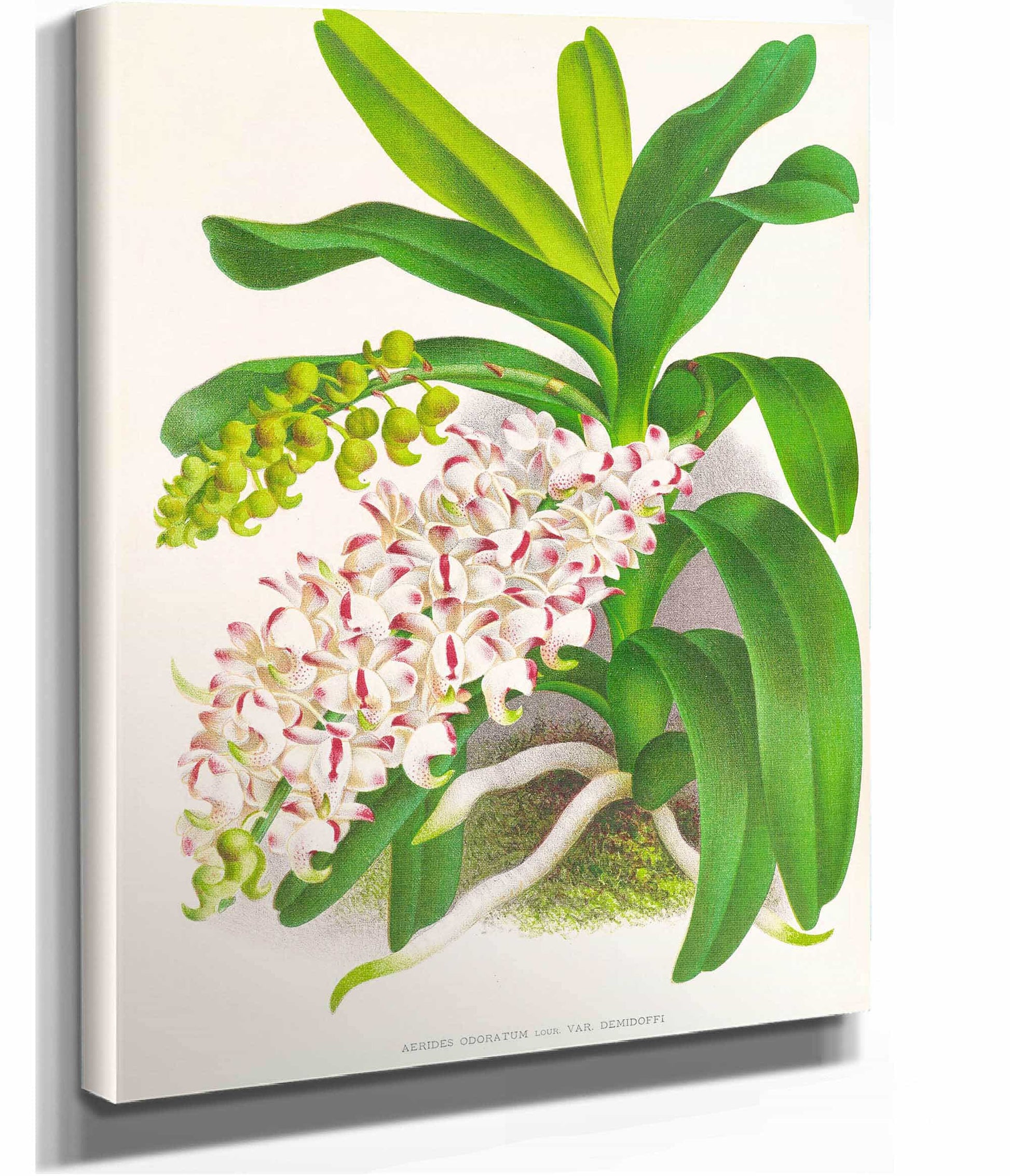 Aerides Odoratum by Jean Jules Linden