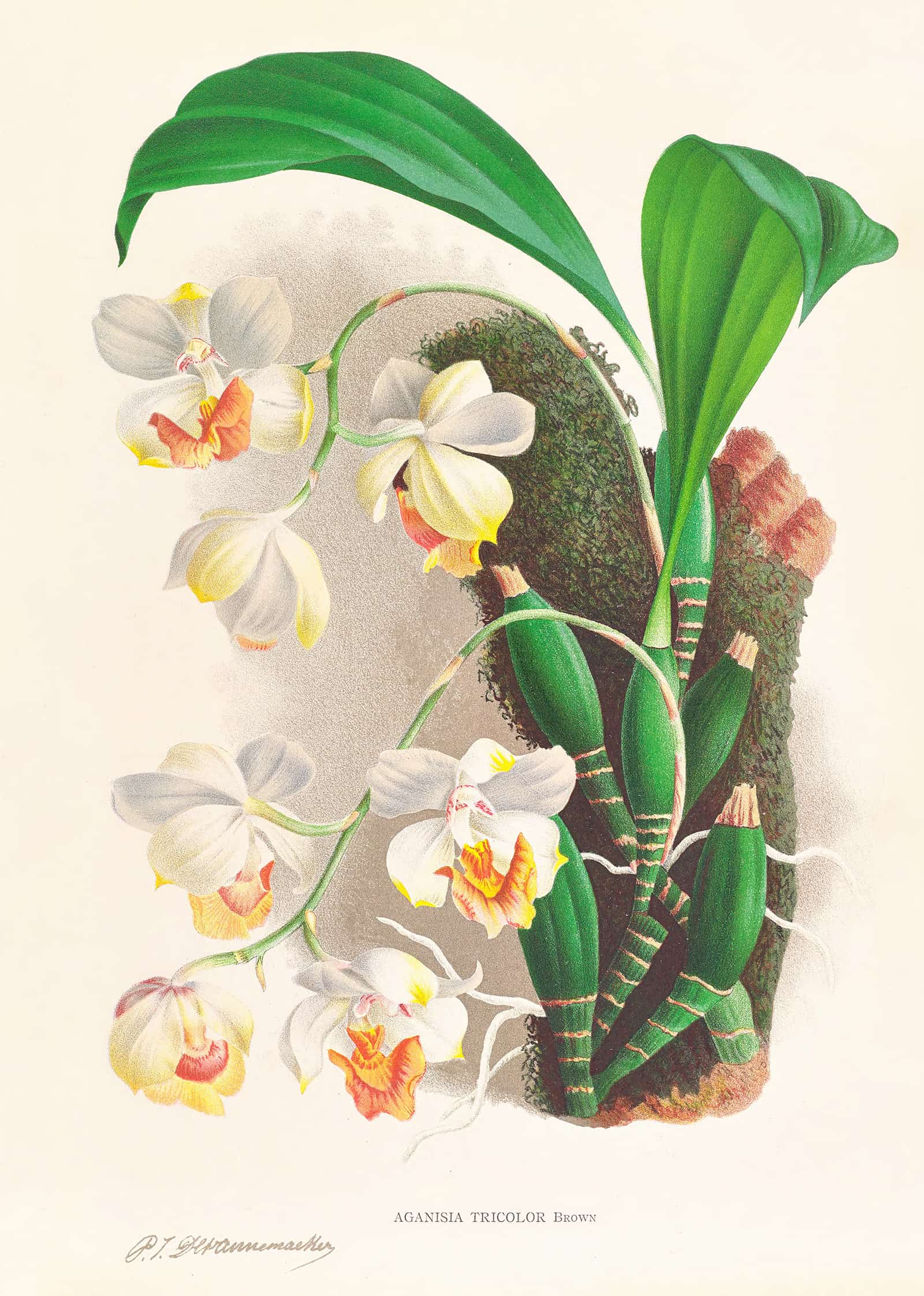 Aganisia Tricolor by Jean Jules Linden