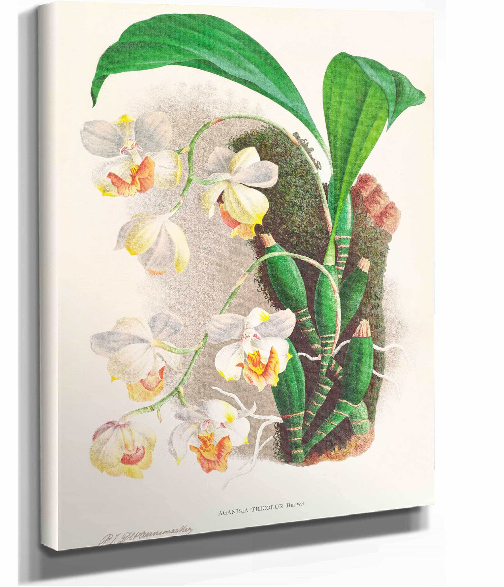 Aganisia Tricolor by Jean Jules Linden