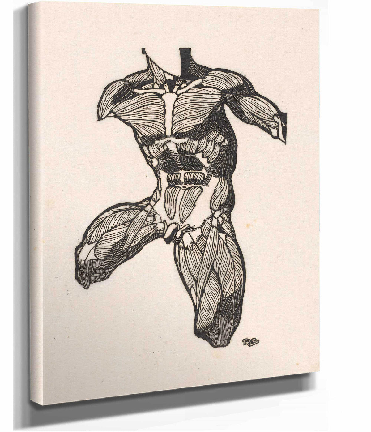 Anatomical Study Of The Neck Abdominal And Thigh Muscles Of A Man  by Reijer Stolk