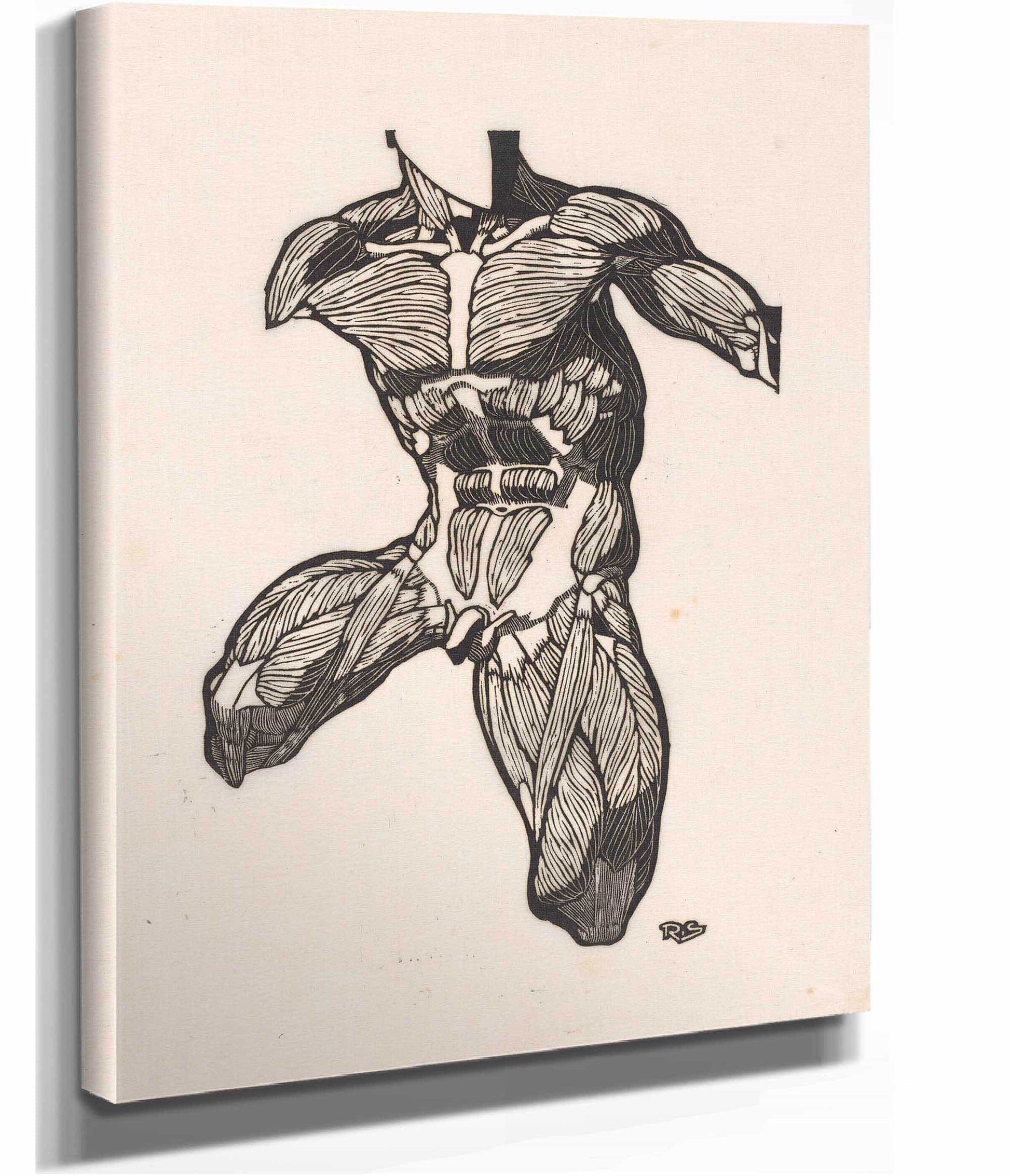 Anatomical Study Of The Neck Abdominal And Thigh Muscles Of A Man  by Reijer Stolk