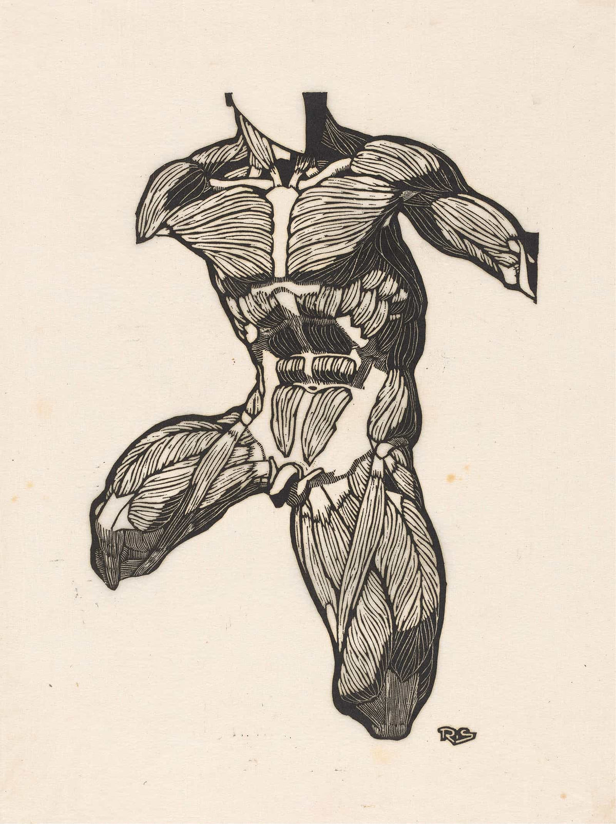 Anatomical Study Of The Neck Abdominal And Thigh Muscles Of A Man  by Reijer Stolk