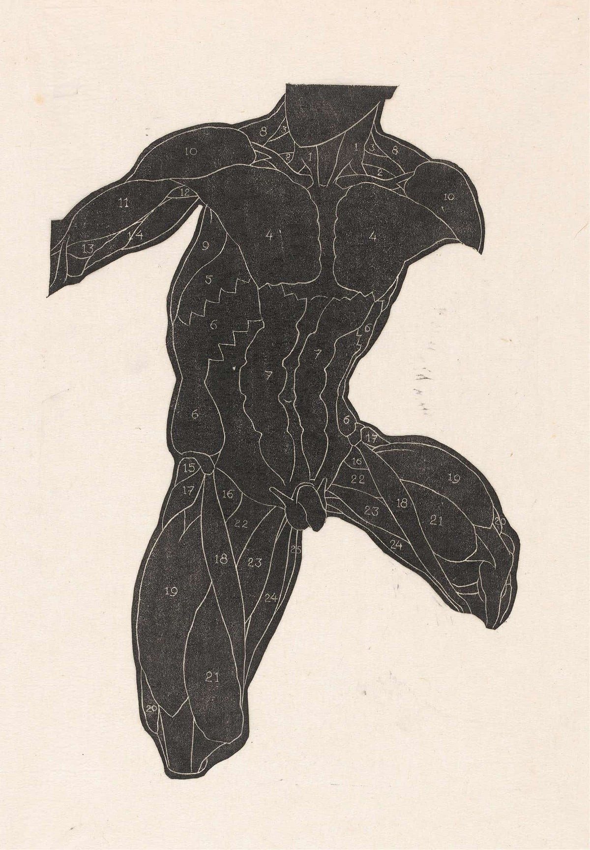 Anatomical Study Of The Neck Abdominal And Thigh Muscles Of A Man In Silhouette  by Reijer Stolk