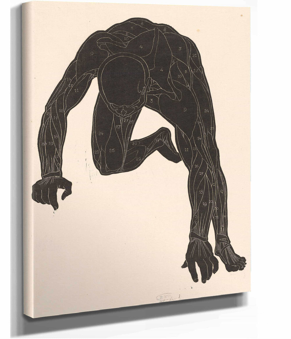 Anatomical Study Of The Neck Arm And Leg Muscles Of A Man In Silhouette  by Reijer Stolk