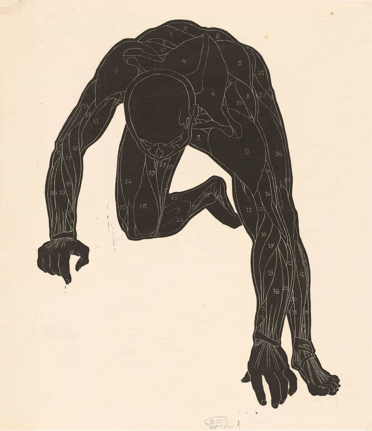 Anatomical Study Of The Neck Arm And Leg Muscles Of A Man In Silhouette  by Reijer Stolk