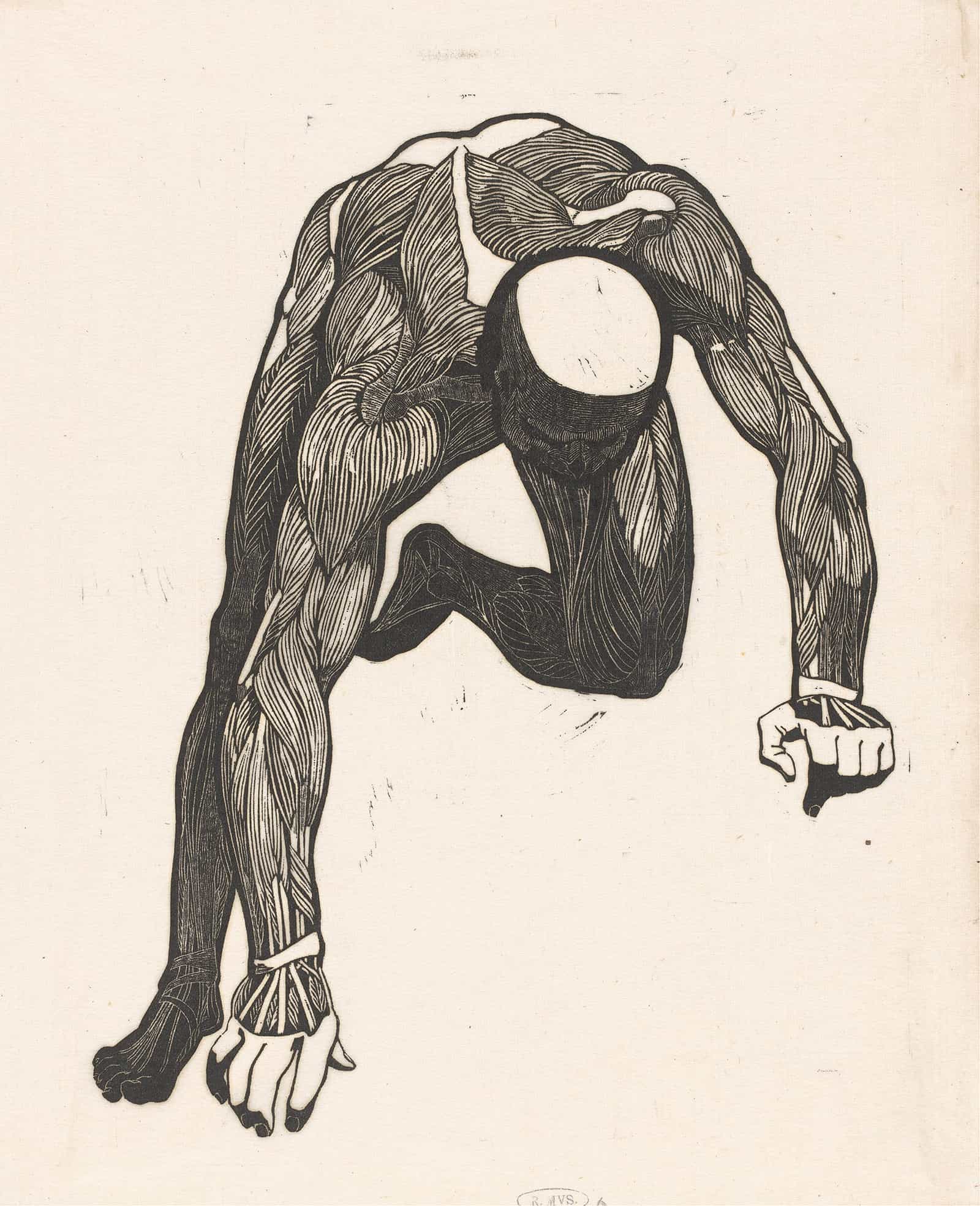 Anatomical Study Of The Neck Arm And Leg Muscles Of A Man Reijer Stolk  by Reijer Stolk