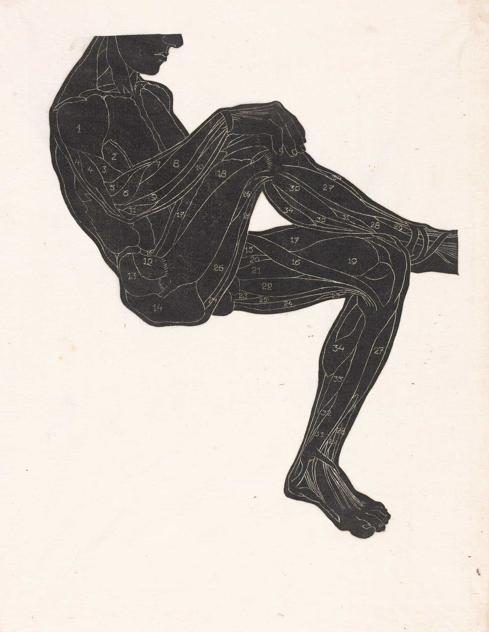 Anatomische Studie Van De Been En Armspieren Van Een Man In Silhouet by Reijer Stolk