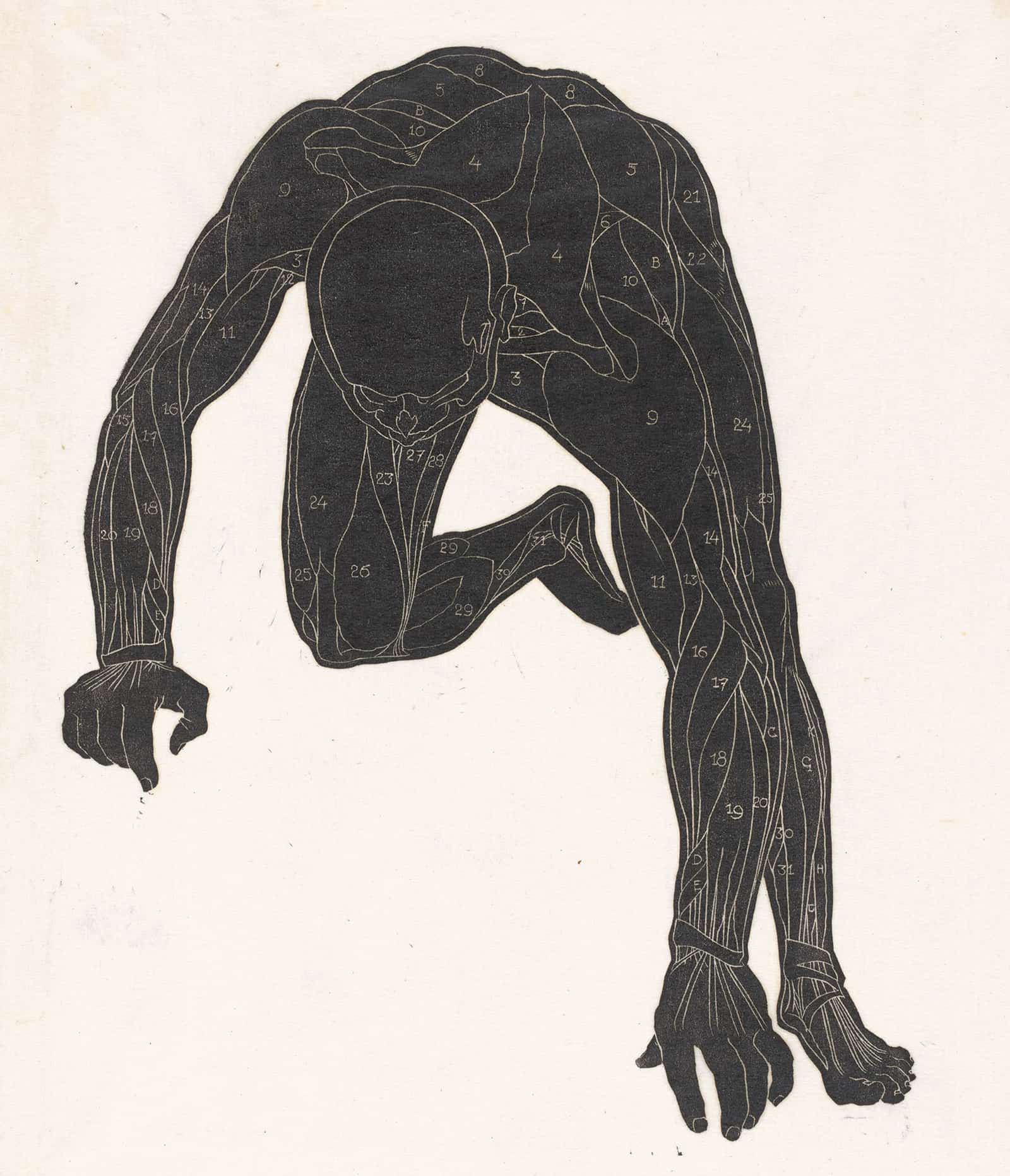 Anatomische Studie Van De Hals Arm En Beenspieren Van Een Man In Silhouet by Reijer Stolk
