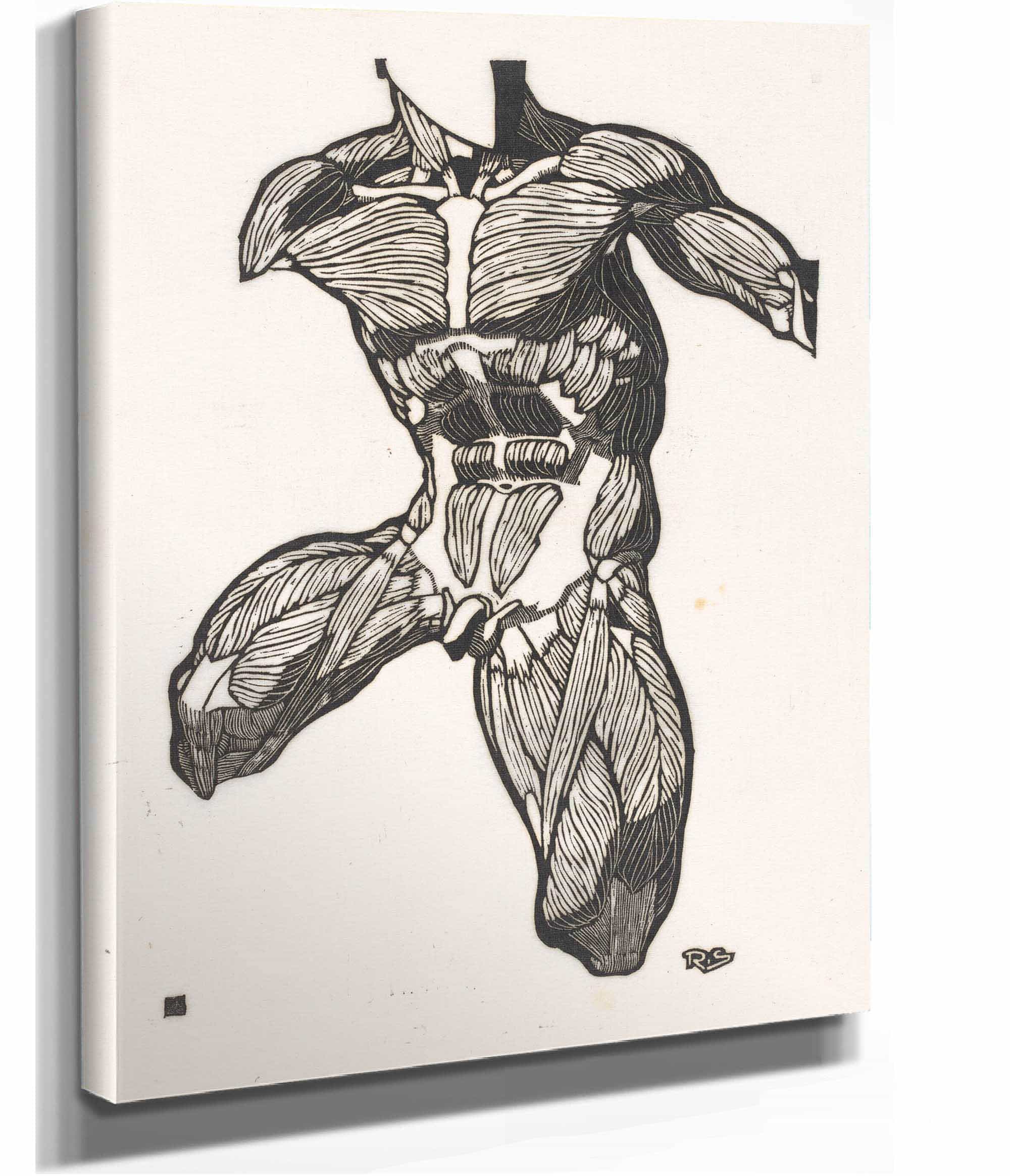 Anatomische Studie Van De Nek Buik En Bovenbeenspieren Van Een Man by Reijer Stolk