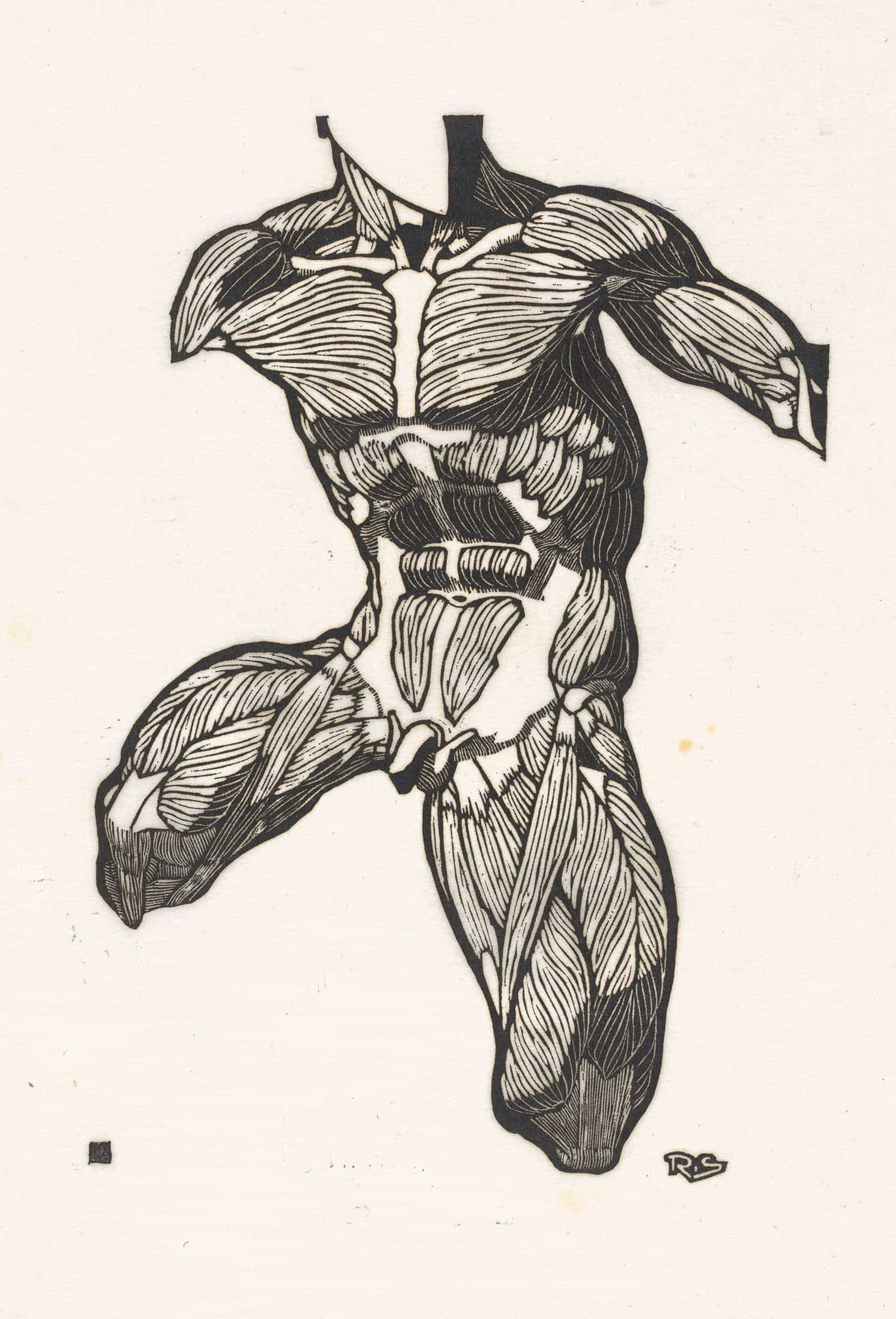 Anatomische Studie Van De Nek Buik En Bovenbeenspieren Van Een Man by Reijer Stolk