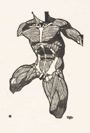 Anatomische Studie Van De Nek Buik En Bovenbeenspieren Van Een Man by Reijer Stolk