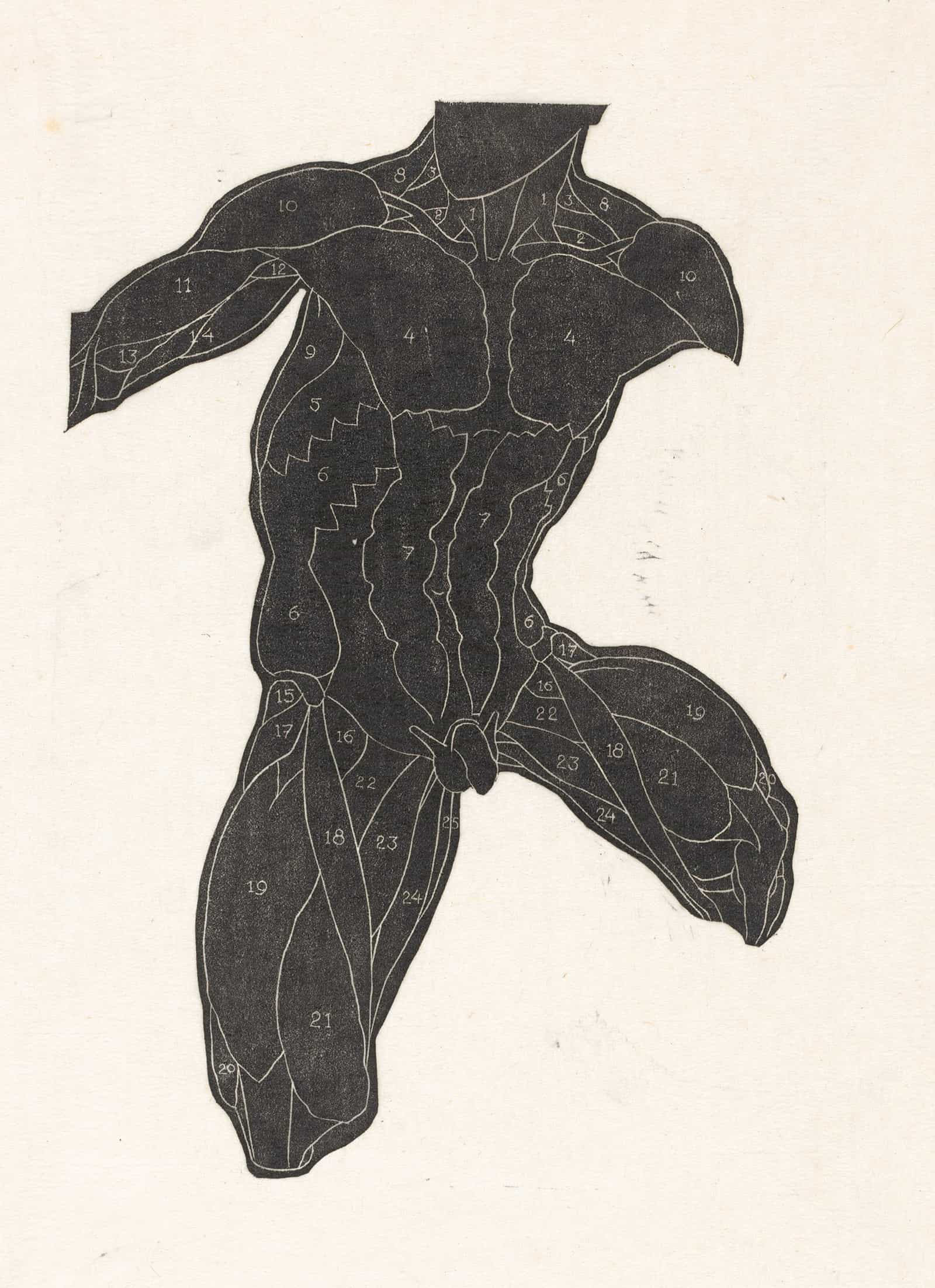 Anatomische Studie Van De Nek Buik En Bovenbeenspieren Van Een Man In Silhouet by Reijer Stolk