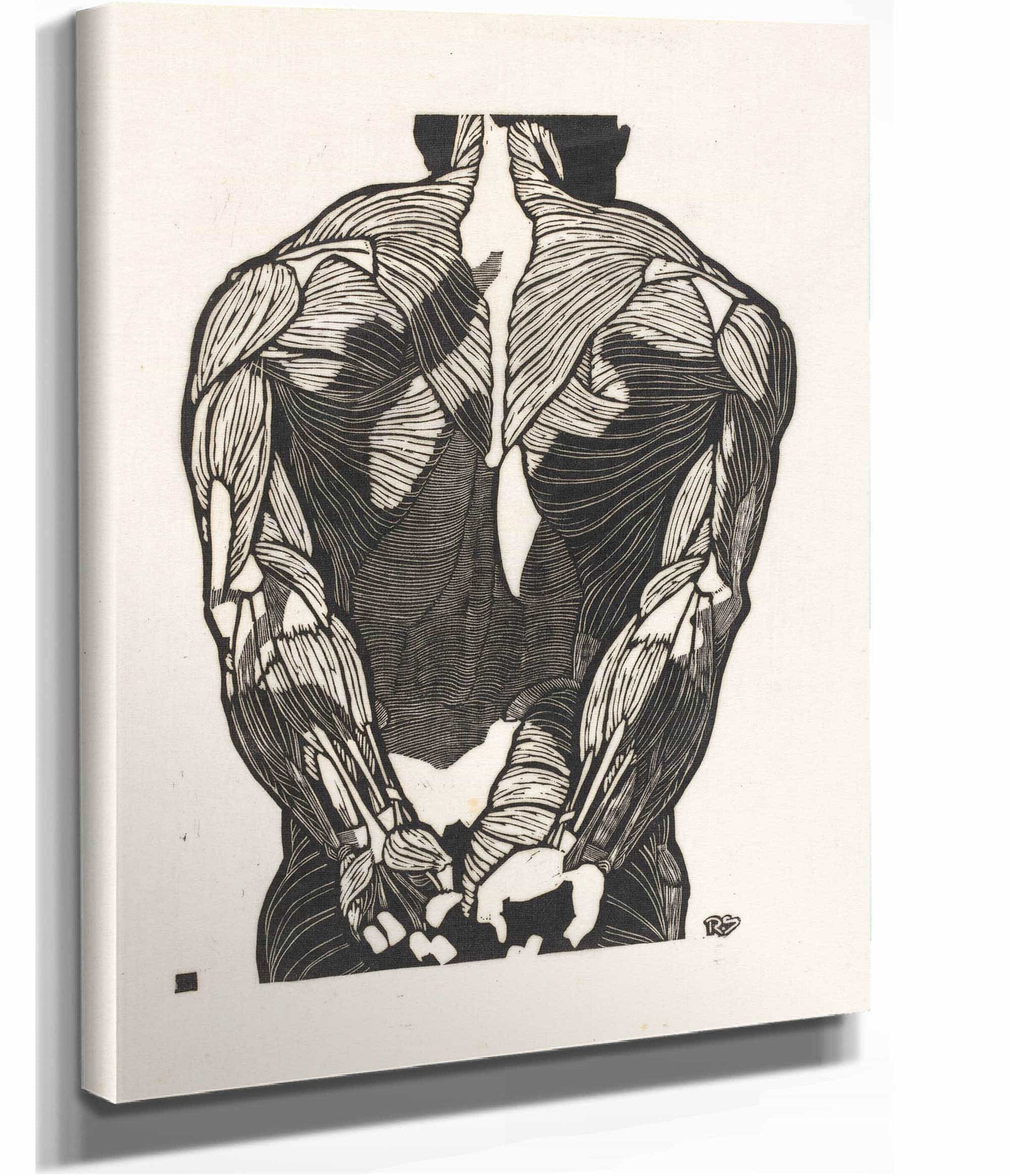Anatomische Studie Van De Rugspieren Van Een Man by Reijer Stolk