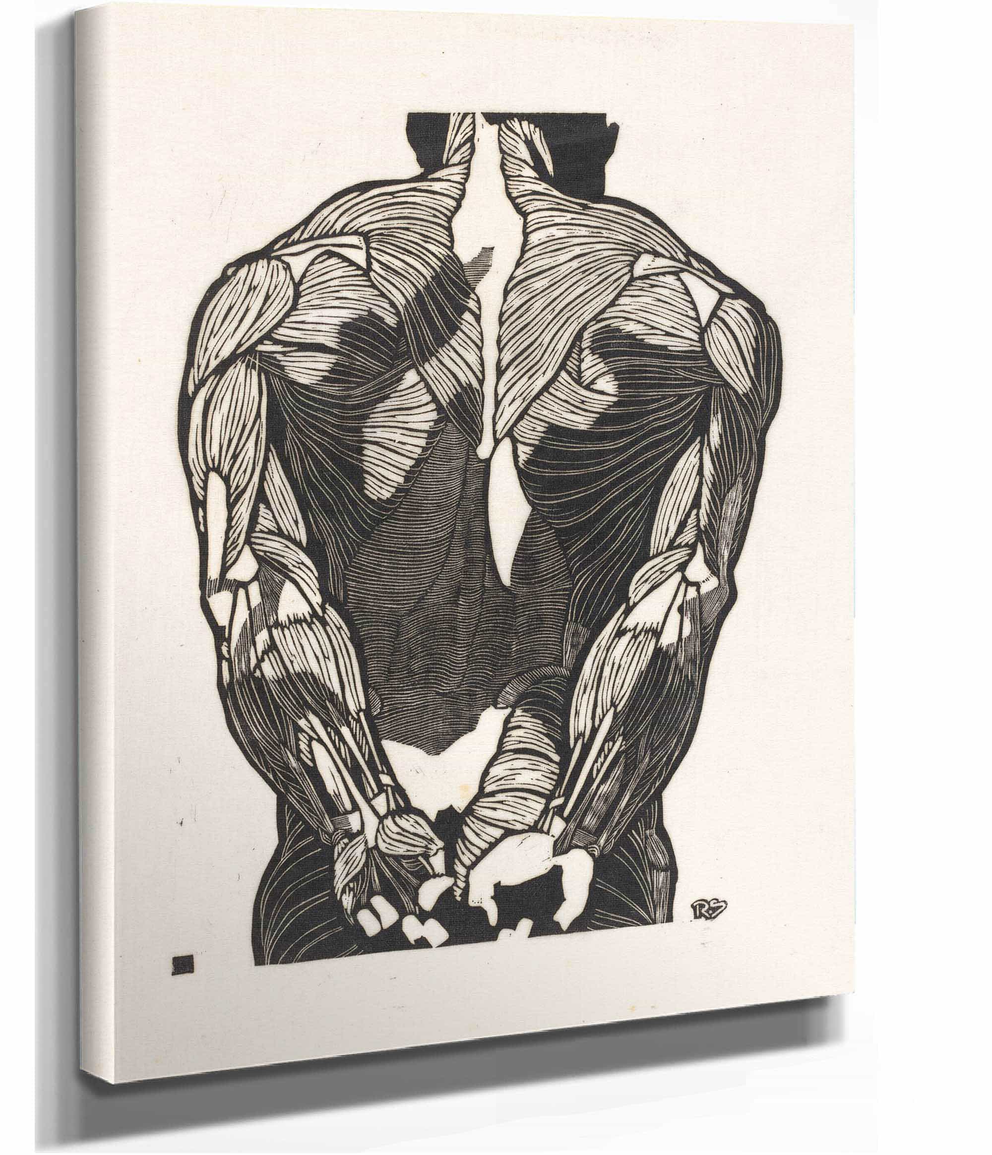 Anatomische Studie Van De Rugspieren Van Een Man by Reijer Stolk
