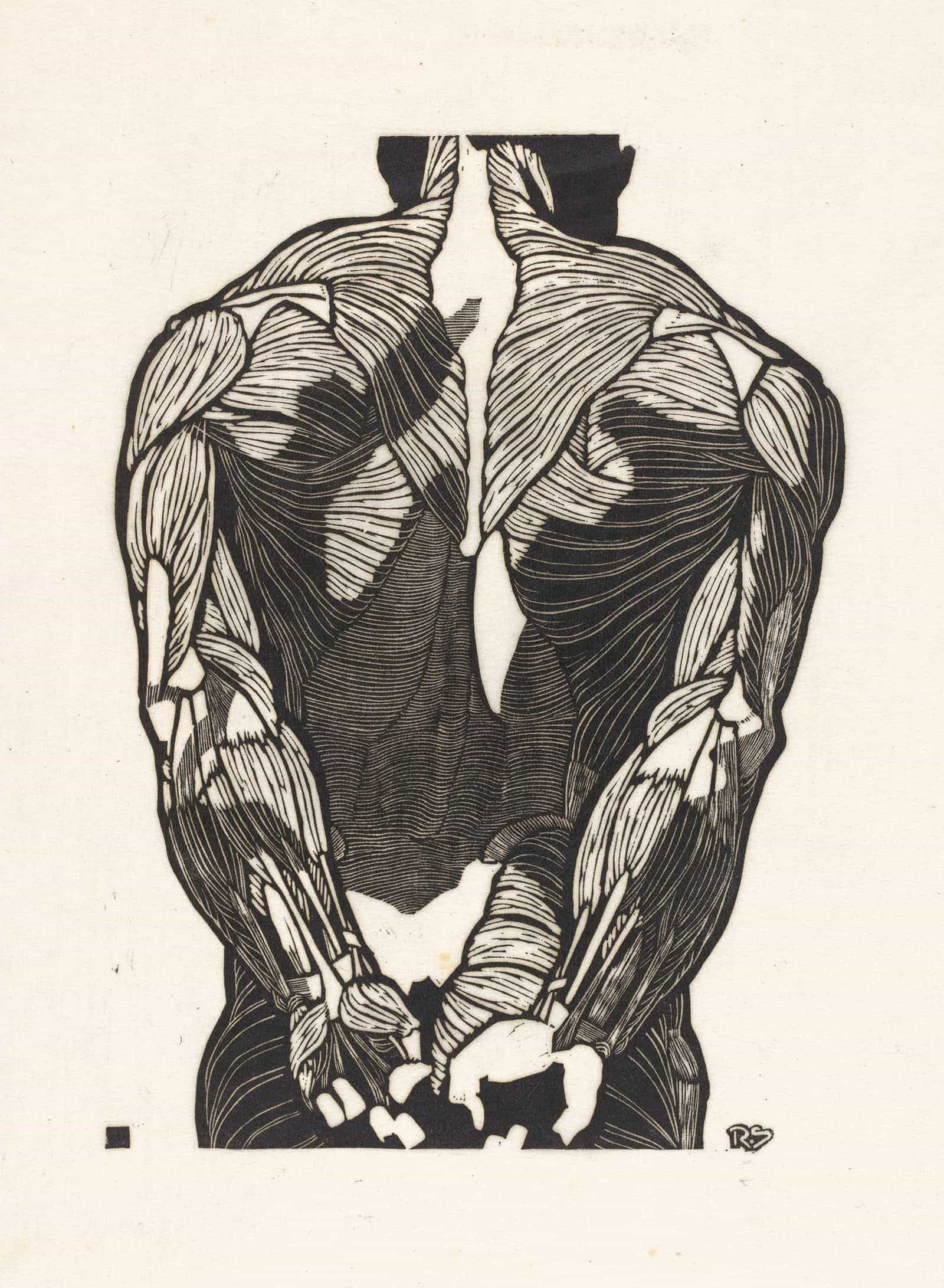 Anatomische Studie Van De Rugspieren Van Een Man by Reijer Stolk