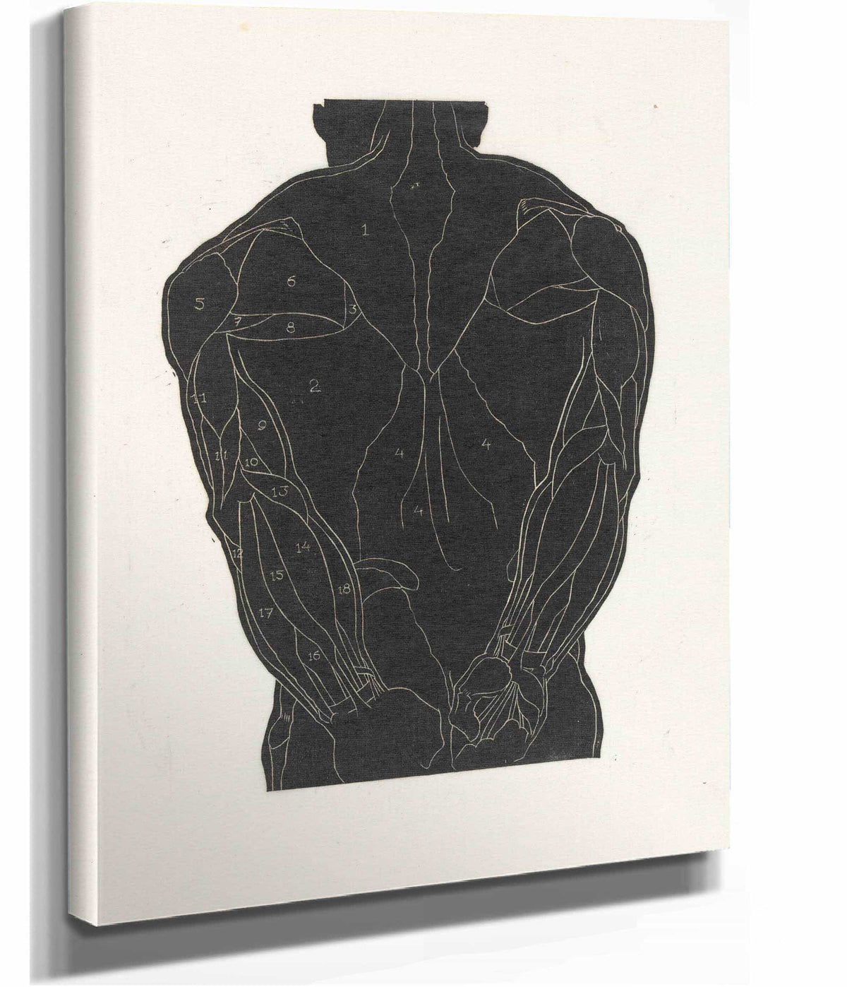 Anatomische Studie Van De Rugspieren Van Een Man In Silhouet by Reijer Stolk