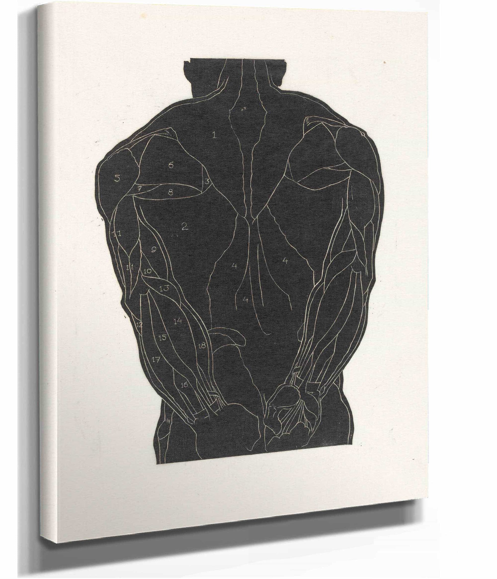 Anatomische Studie Van De Rugspieren Van Een Man In Silhouet by Reijer Stolk