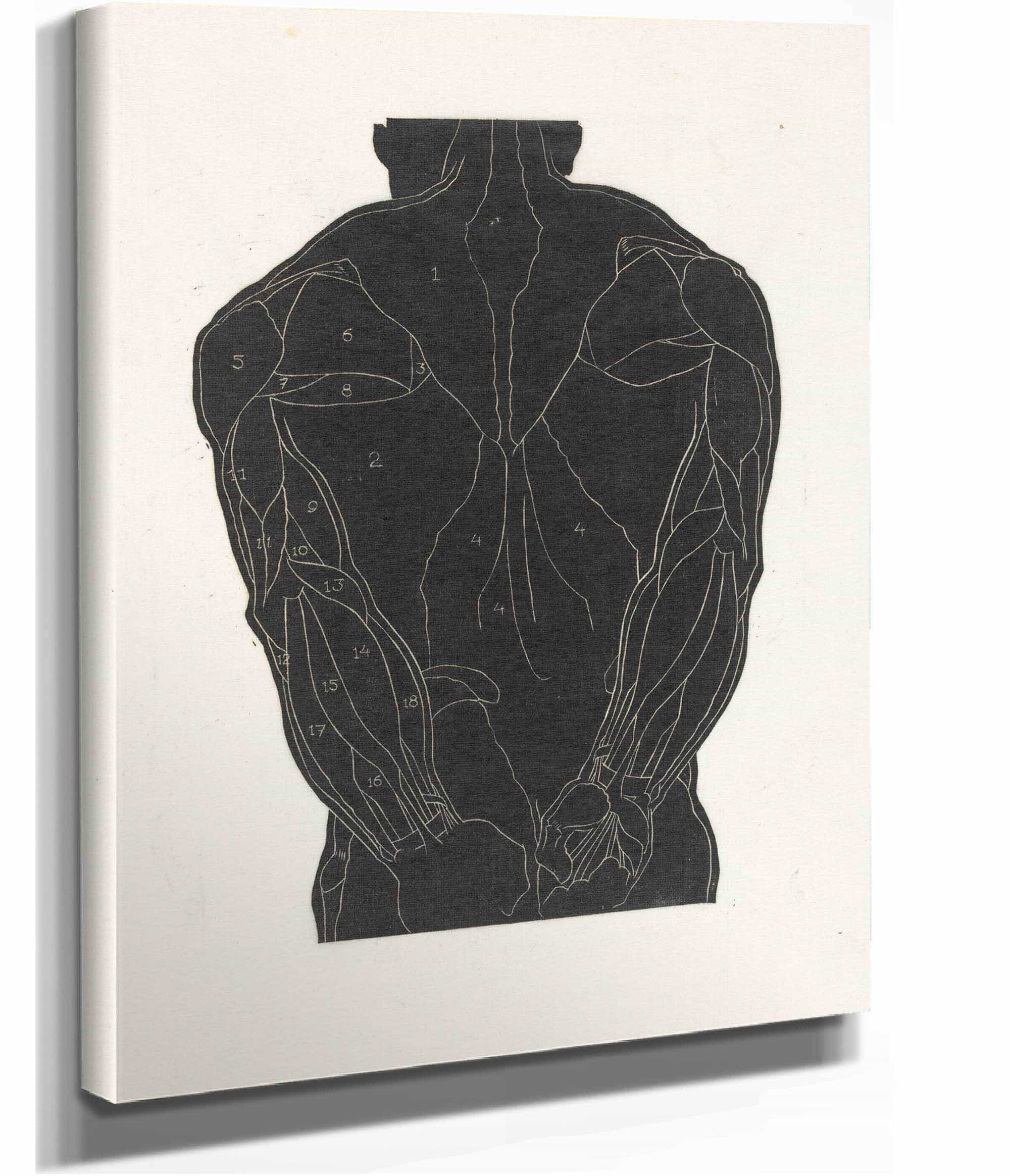 Anatomische Studie Van De Rugspieren Van Een Man In Silhouet by Reijer Stolk