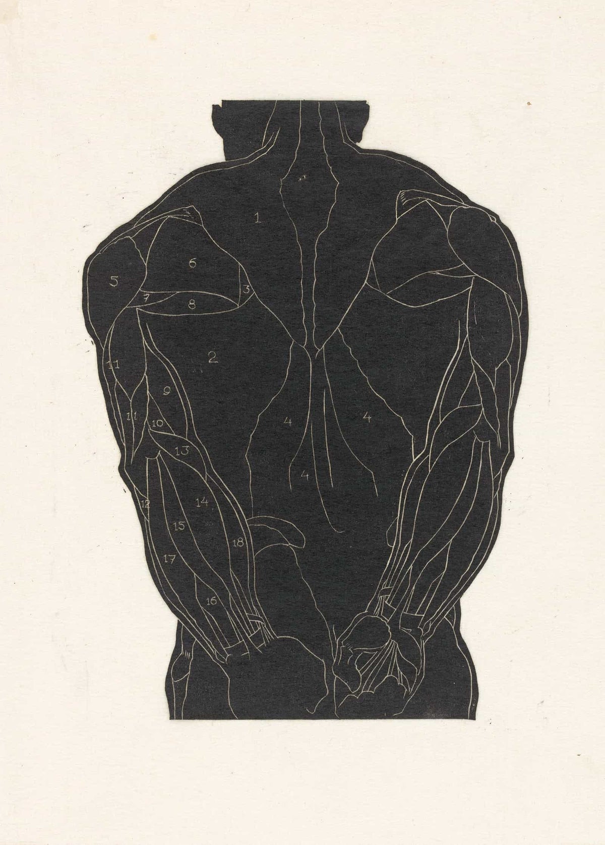 Anatomische Studie Van De Rugspieren Van Een Man In Silhouet by Reijer Stolk