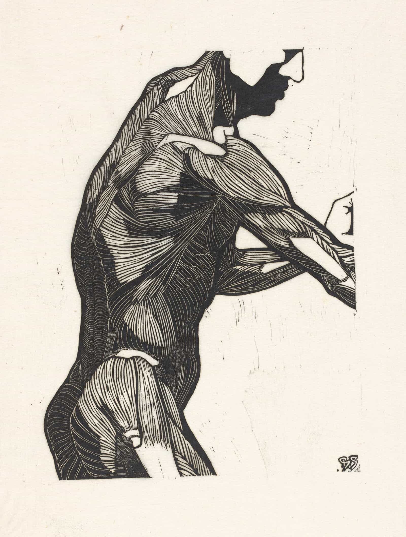 Anatomische Studie Van De Zij En Armspieren Van Een Man by Reijer Stolk