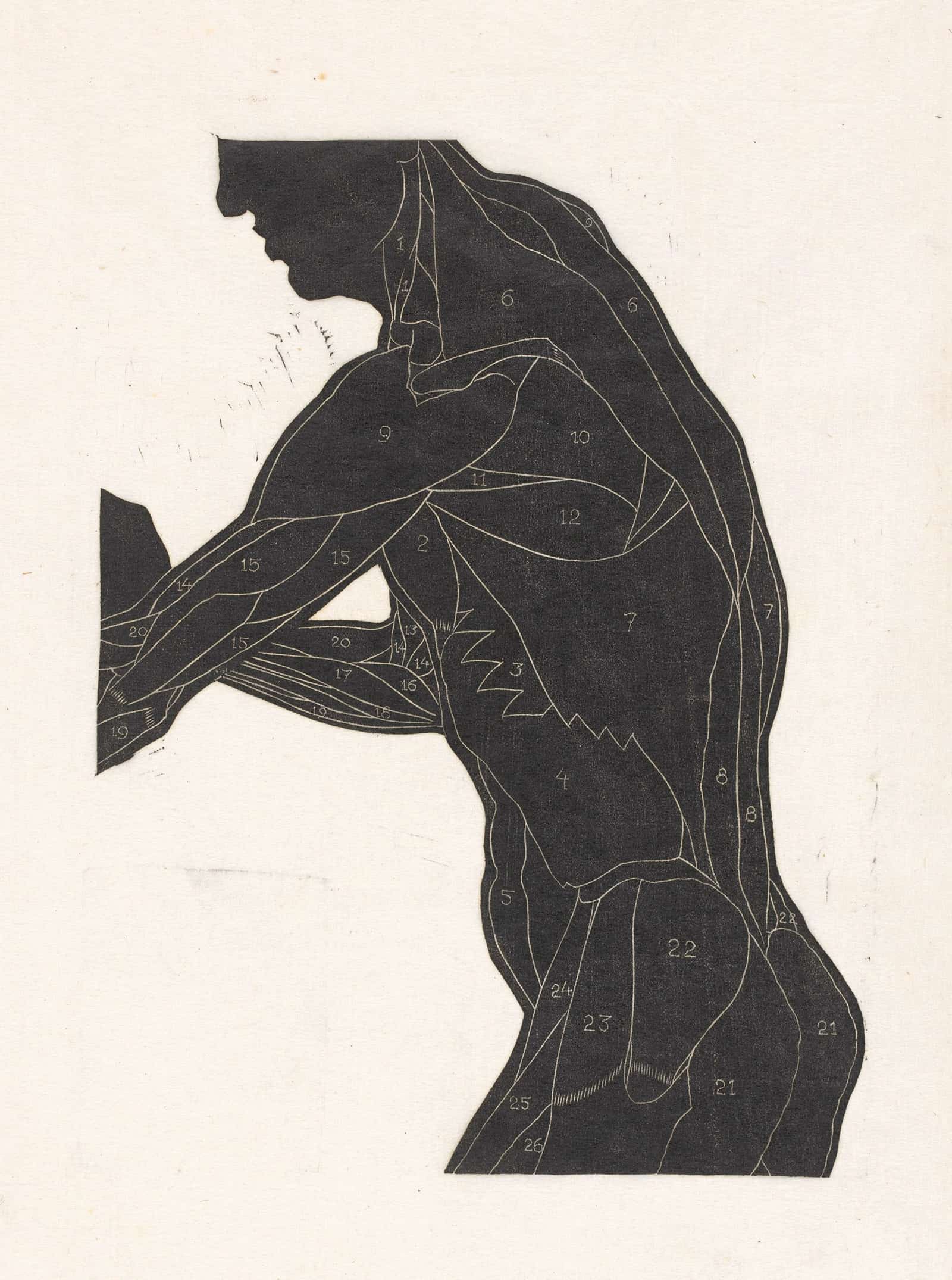 Anatomische Studie Van De Zij En Armspieren Van Een Man In Silhouet by Reijer Stolk