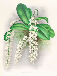 Angraecum Citratum by Jean Jules Linden