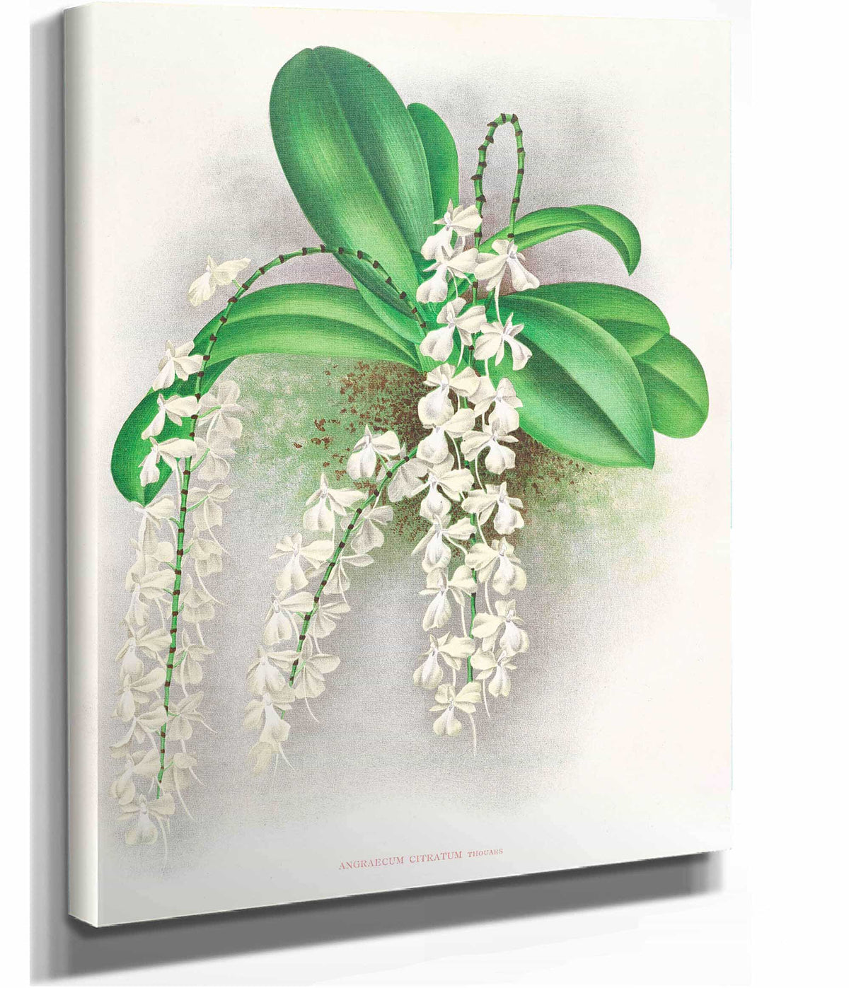 Angraecum Citratum by Jean Jules Linden