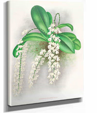 Angraecum Citratum by Jean Jules Linden