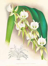 Angraecum Eburneum Var Superbum by Jean Jules Linden