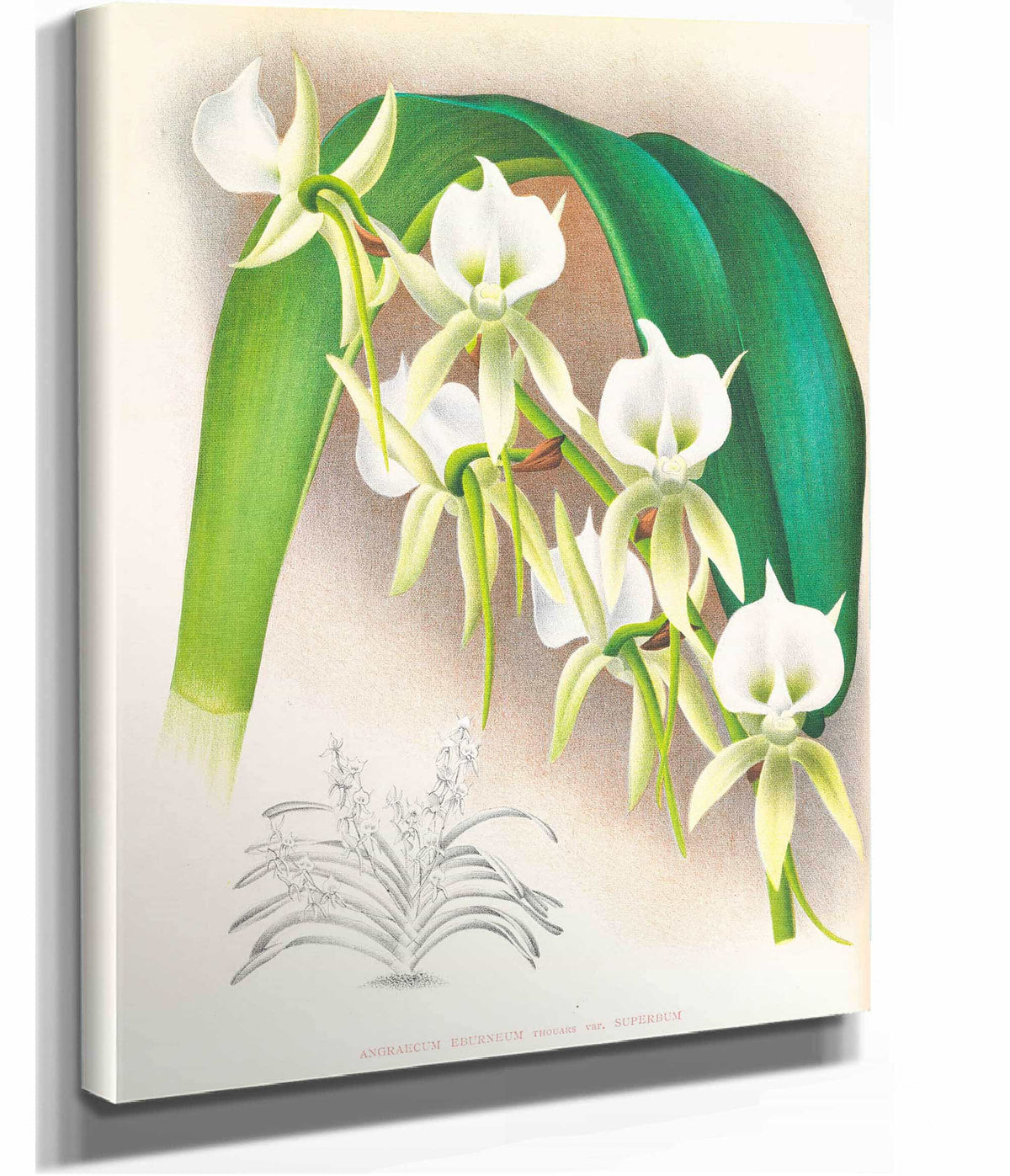 Angraecum Eburneum Var Superbum by Jean Jules Linden